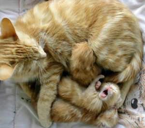 котята приснились