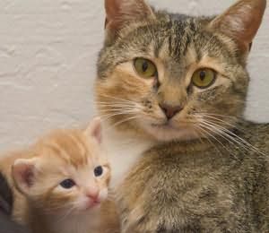 к чему снятся кошки и котята