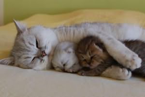 снится котенок