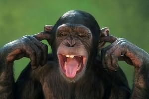 к чему снится большая обезьяна