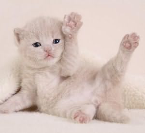котенок сонник