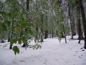 видеть много снега во сне
