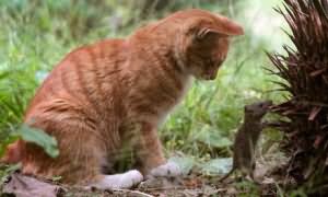 рыжие коты к чему снятся