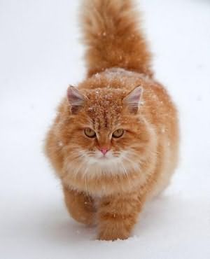 кот рыжий во сне