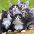 котята