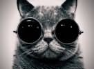 бешеная кошка