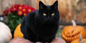 сонник черная кошка