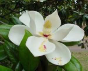 druzjya-znakomyie-progulka-magnoliya-l.jpg