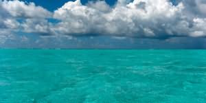сонник голубое море