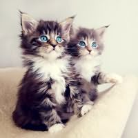 к чему снится много котят
