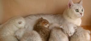 кошка родила котят во сне