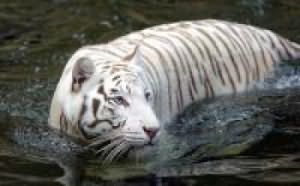 krokodilyi-i-belyiy-tigr-l.jpg