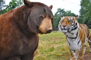 medvedj-tigr-mashina-xxl.jpg