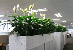 novyiy-ofis-i-novaya-kvartira-xxl.jpg