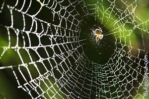 убирать Паутину по соннику