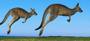 прыгающее животное во сне