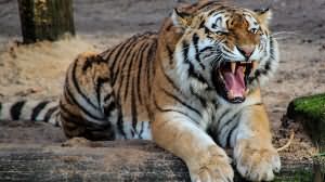 tigr-v3-xxl.jpg