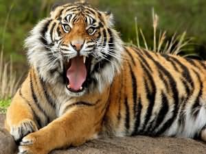 tigr-v5-xxl.jpg